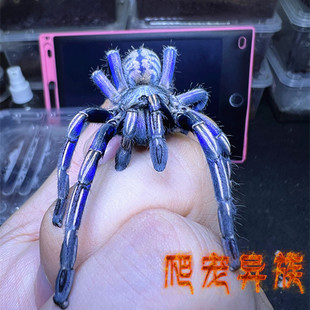 泰国电蓝泰斑斑马脚蜘蛛蓝色种泰国斑马脚蜘蛛颜色炫蓝色8-10厘米