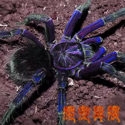 皮钦查Pamphobeteus sp cascada皮钦查蜘蛛南美大型蜘蛛爬宠异族