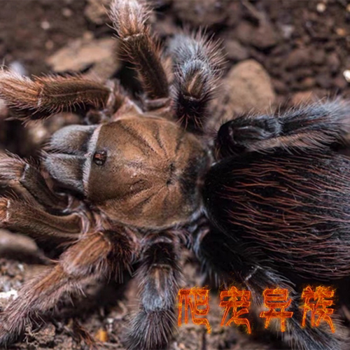 墨西哥黑钻蜘蛛活体蜘蛛aph黑钻蜘蛛宠物蜘蛛寿命长温顺爬宠异族