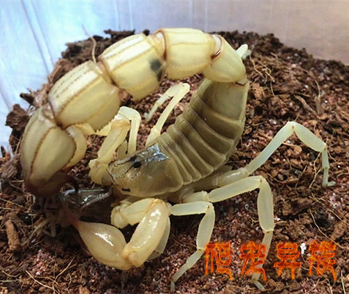 突尼斯黄肥尾蝎Androctonus australis Tunesien黄肥尾蝎沙漠蝎
