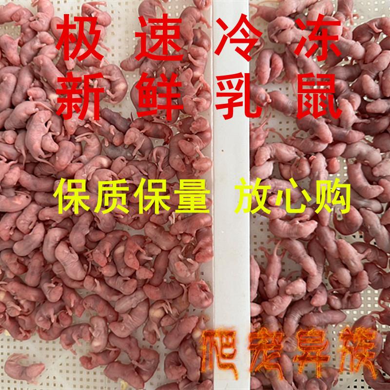 冷冻乳鼠小白鼠饲料鼠