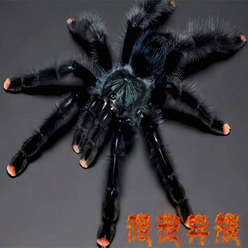 圭亚那粉红趾蜘蛛圭粉蜘蛛粉趾类初步入门艳丽温顺类活体宠物蜘蛛