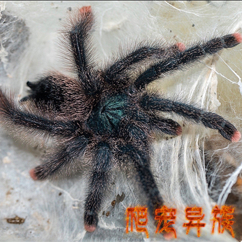 巨人圭粉趾蜘蛛圭亚那巨人粉趾蜘蛛比圭亚那粉趾体型大颜色艳丽款