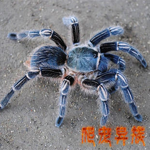 蓝哥斑蜘蛛蓝色哥斯达黎加斑马脚蜘蛛活体蜘蛛宠物蜘蛛捕鸟蛛爬宠