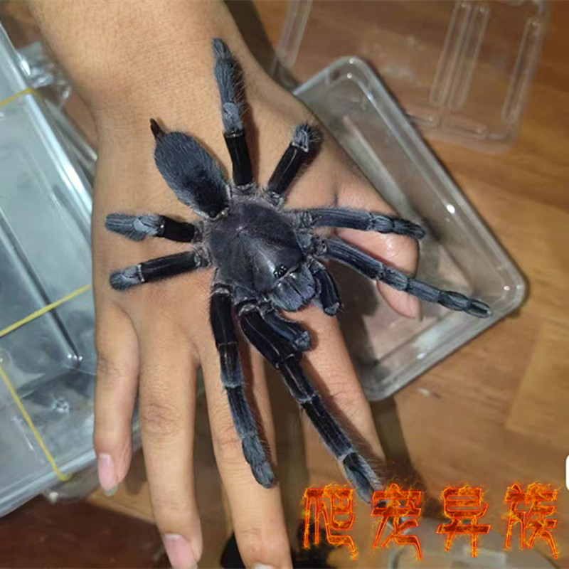 盈江紫蓝缨毛蜘蛛宠物蜘蛛成体18-20厘米左右大型捕鸟蛛系列