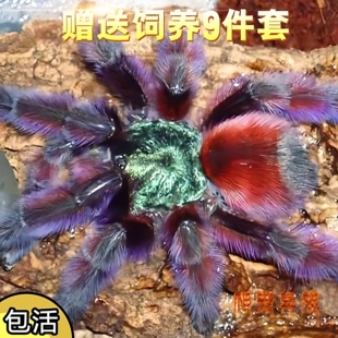 油彩粉红趾活体宠物蜘蛛马提尼克油彩粉红趾4厘米大幼体温顺粉趾
