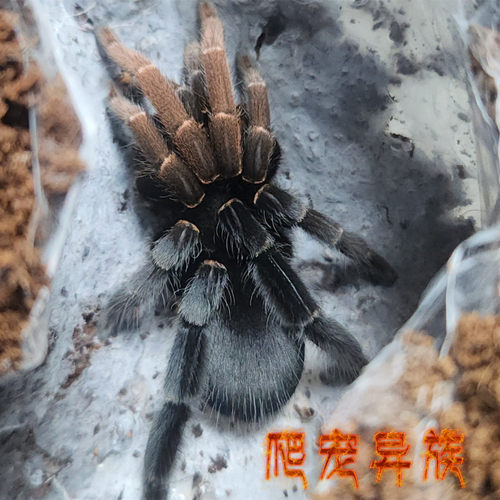 印尼龙目粗腿地老虎纯种龙目粗腿Ceratogyrus bechuanicus蜘蛛