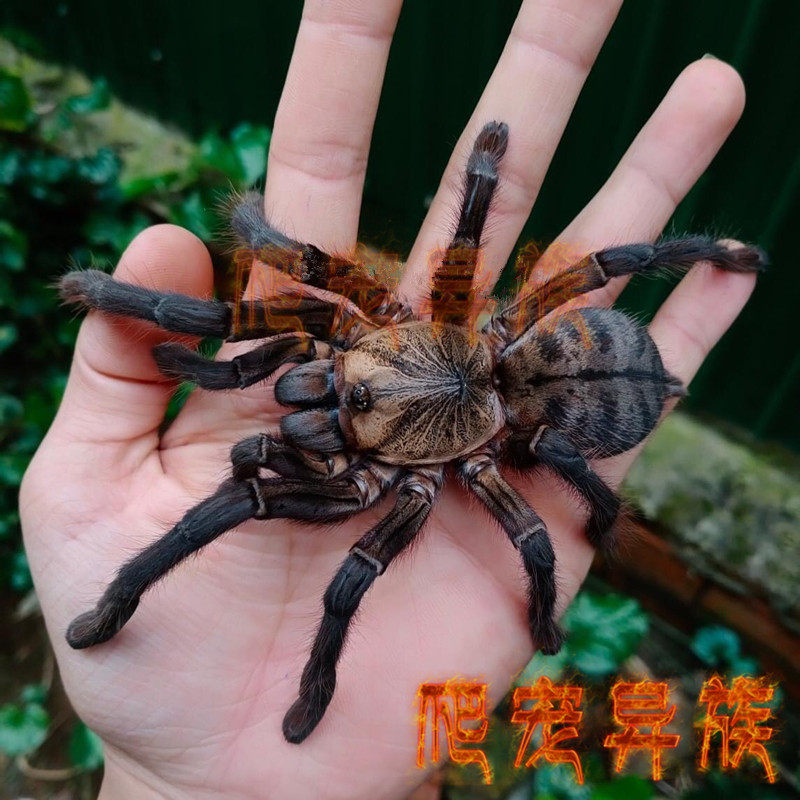 幻影树老虎ornithoctoninae sp. phancay称霸树老虎的顶流收藏款