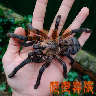 幻影树老虎ornithoctoninae sp. phancay称霸树老虎的顶流收藏款