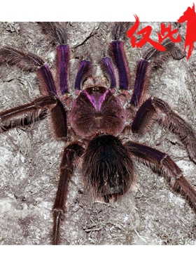委内瑞拉巨人粉红脚蜘蛛TA蜘蛛ta活体宠物蜘蛛TA蜘蛛高端捕鸟蛛