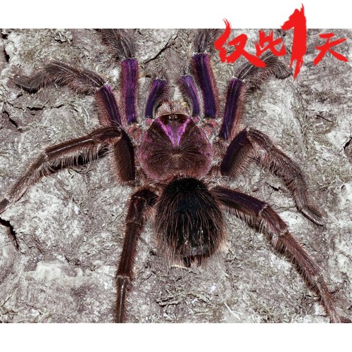 委内瑞拉捕鸟蛛宠物蜘蛛