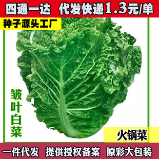下锅耙无筋皱叶大白菜种子麻叶火锅菜早熟春夏秋四季蔬菜种子籽孑