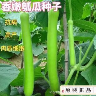 蔬菜种 早熟长瓠瓜种瓠子瓜籽蒲瓜菜葫芦籽庭院爬藤菜种子春秋季