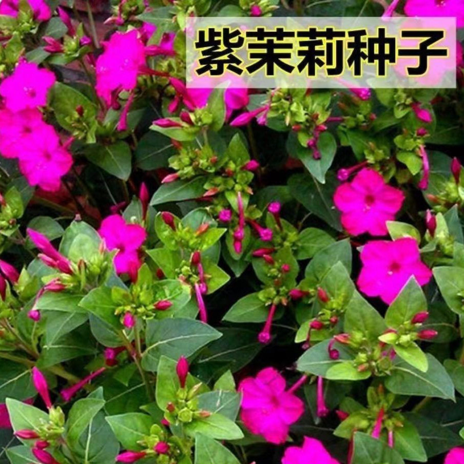 紫茉莉花种子茉莉花种子地雷花种子阳台易种五彩香茉莉花种子