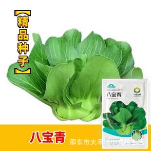 八宝青种子好吃宝塔菜籽矮脚肉厚上海青种子口感酥糯白菜四季种