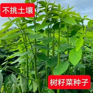 树籽菜种子五指山树菜种籽树仔菜山野菜越南蔬菜种子