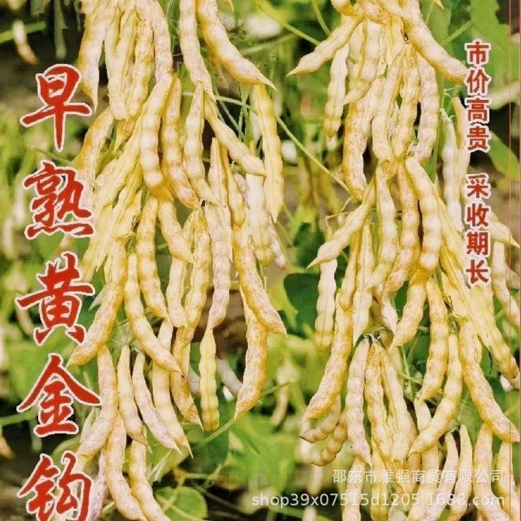 黄金钩种子红金钩黄金沟架豆东北油无筋豆角原装四季蔬菜种子