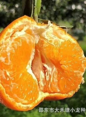 四川春不见耙耙柑种子皮薄果皮橙色新品粑粑柑子薄皮无籽瓜果种子