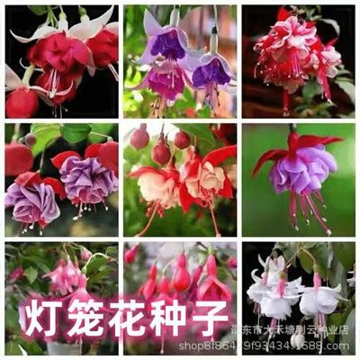 灯笼花种子倒挂金钟花籽四季播种阳台盆栽庭院观花懒人植物花