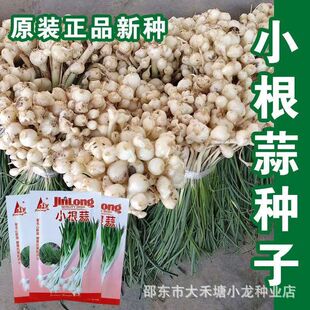 小根蒜种子山蒜大脑瓜儿东北地方特色野菜野生保健蔬菜春秋四季
