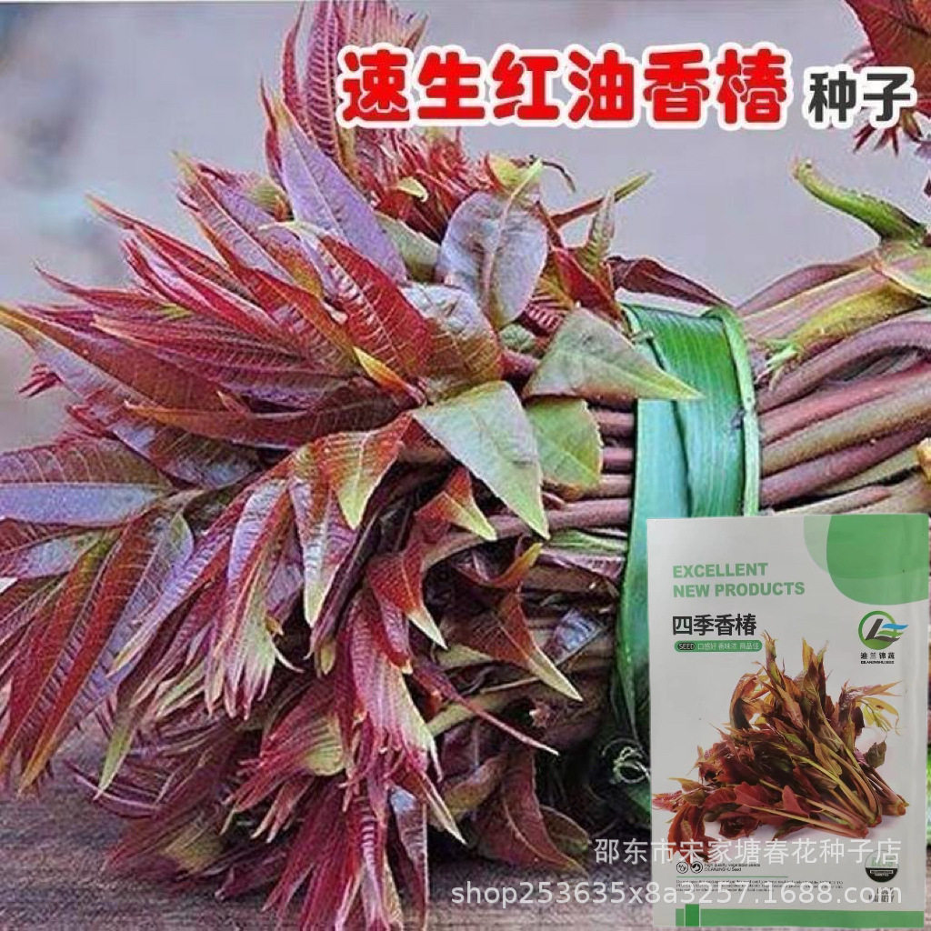 红油香椿种子口感好香味浓批发四季速生香椿种子籽易种活蔬莱