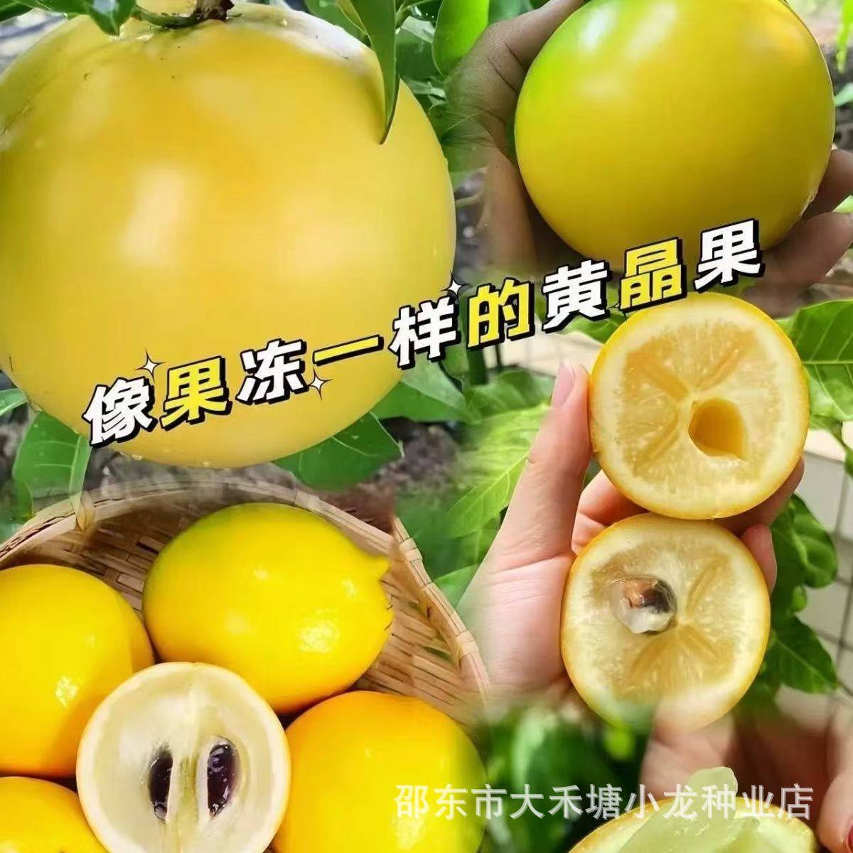 黄晶果种子四季播种阳台盆栽小院种植简单夏季开花水果种子