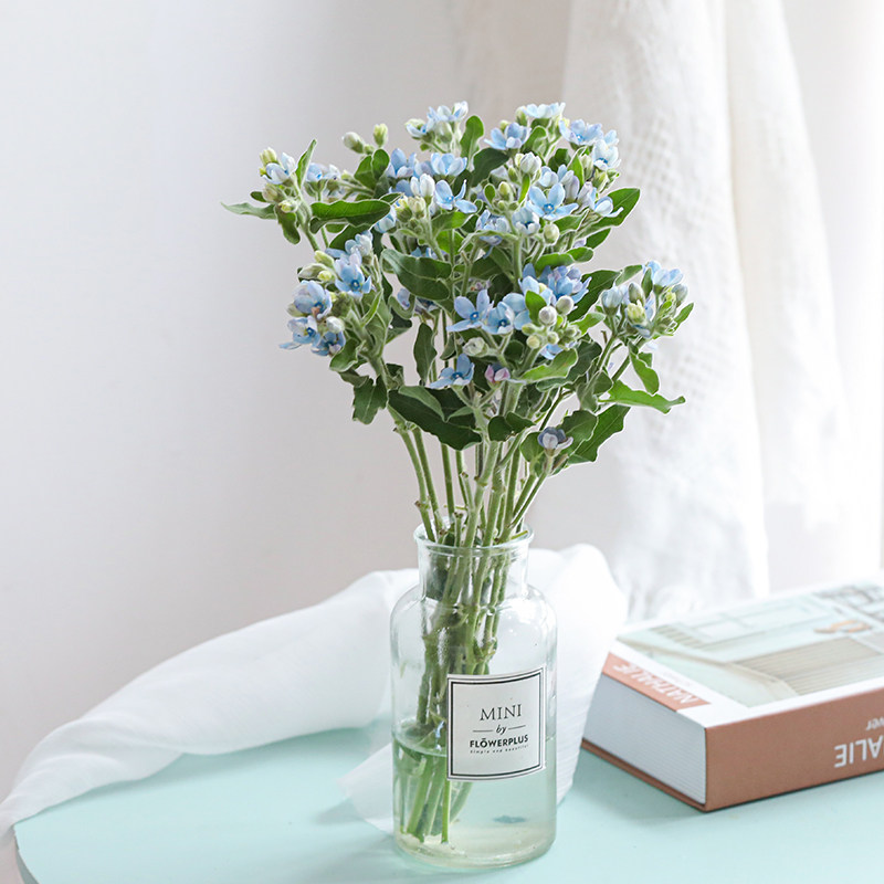蓝星花鲜花云南昆明基地直发家用小清新配花插花束礼品鲜切花直批