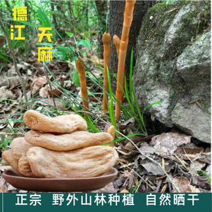 正宗贵州特产德江天麻干货野外深山林下天麻粉炖鸡中药材食材礼盒