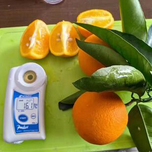 秭归桃叶橙新鲜橙子当季水果现摘直发农家果园手剥超甜脐橙