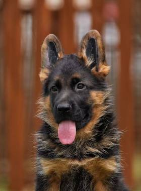 活体弓背德牧幼犬大型狼狗狗纯种