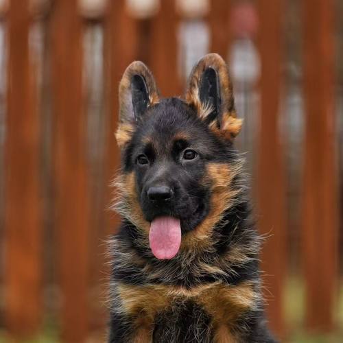 活体弓背德牧幼犬大型狼狗狗纯种