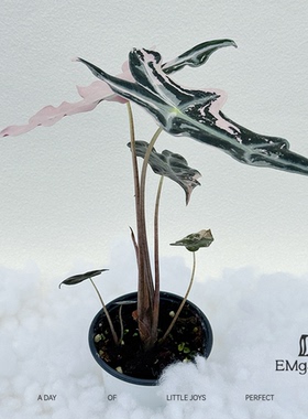 粉锦诺比海芋K版种球 AlocasiaNobilisPink Variegated K Version