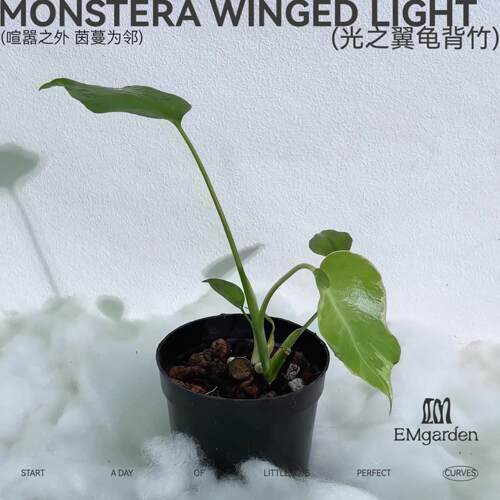 光之翼龟背竹 Monstera Winged Light