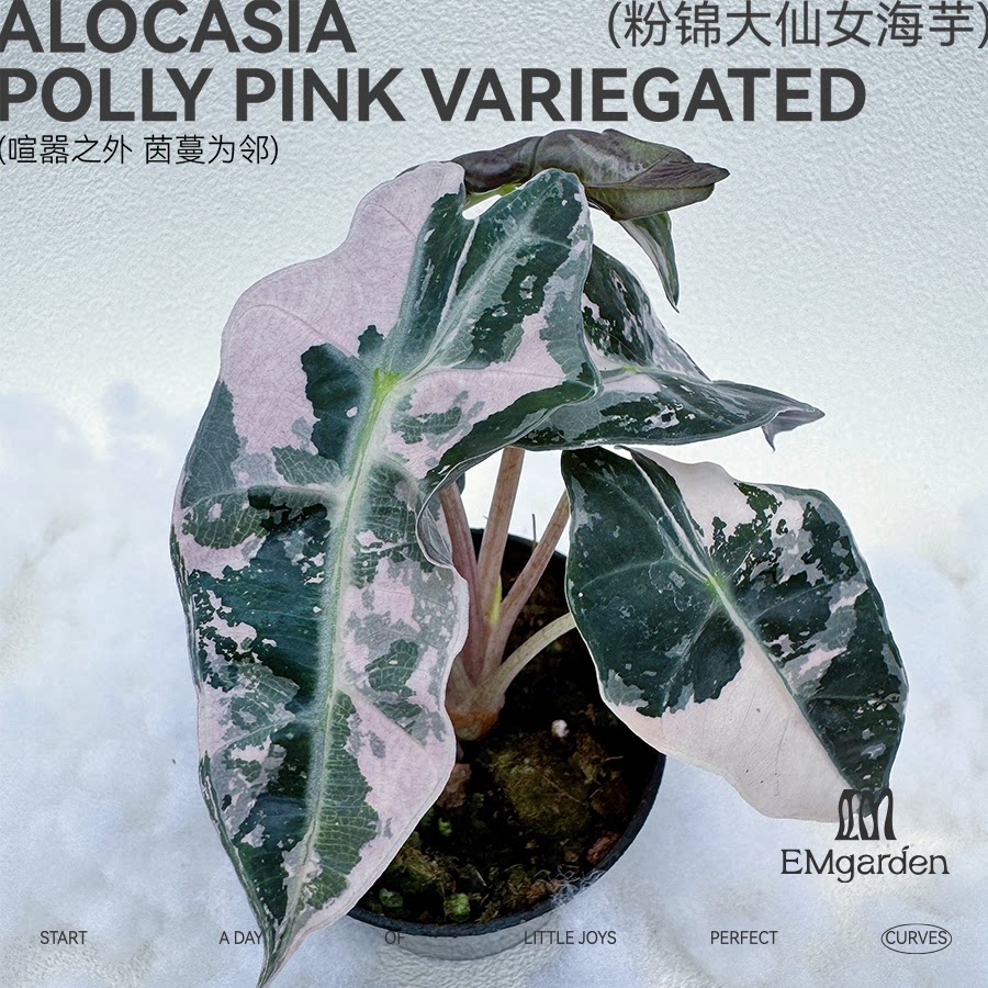 粉锦大仙女海芋种球 Alocasia Polly Pink Variegated