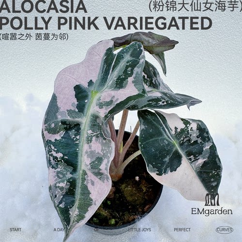 粉锦大仙女海芋种球 Alocasia Polly Pink Variegated