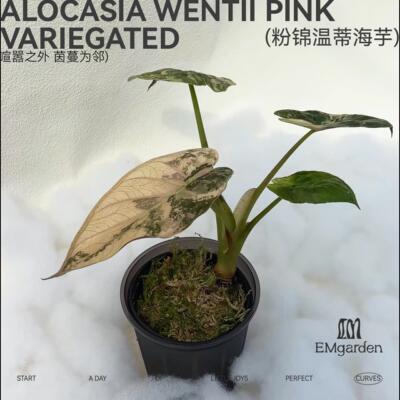 粉锦温蒂海芋 Alocasia Wentii Pink Variegated