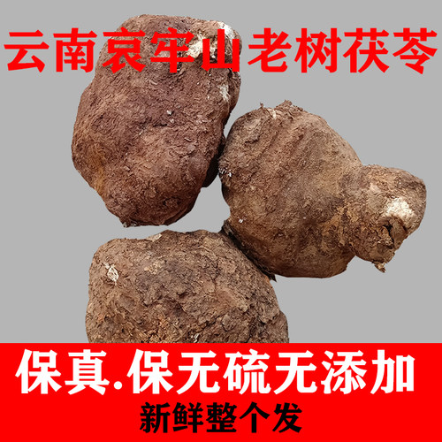 野生新鲜茯苓云南茯苓