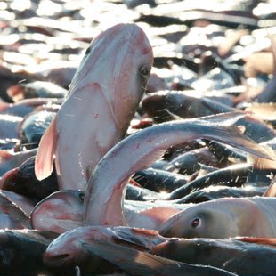 查干冬捕胖头鱼,东北冷水鱼,包邮