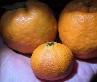 金黄色染料效果 根付染料鹿角染料根付染色古法染色夜叉五倍子