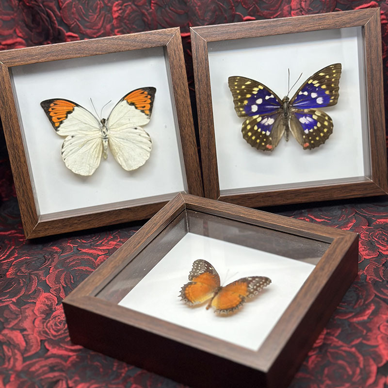 天然蝴蝶标本相框装饰摆件
