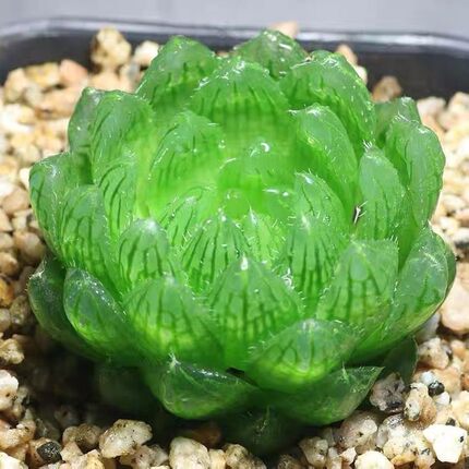 多肉植物高级稀有玉露蓝镜无暇玉露办公室桌面观赏美观盆栽花卉