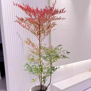 红叶南天竹盆栽观叶植物室内大型绿植净化空气新手易养