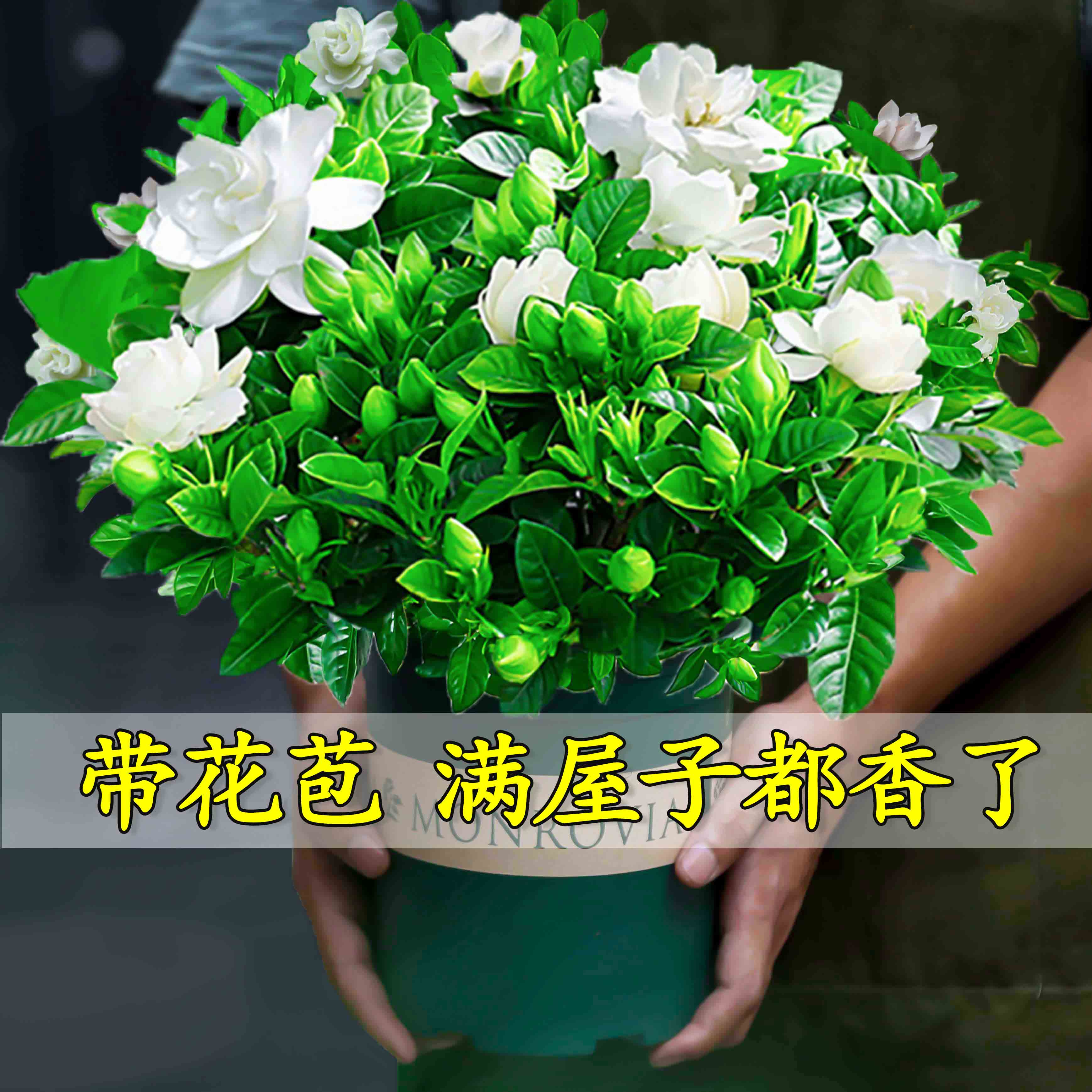栀子花盆栽四季开家养花卉植物室内花好养活大树苗适合秋冬养的花