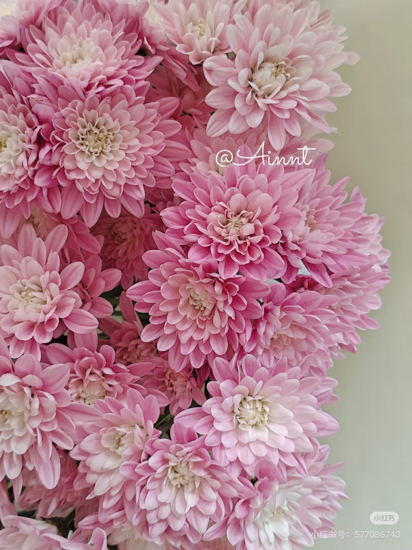 推荐】维洛尼卡小菊10支 需要拍邮费