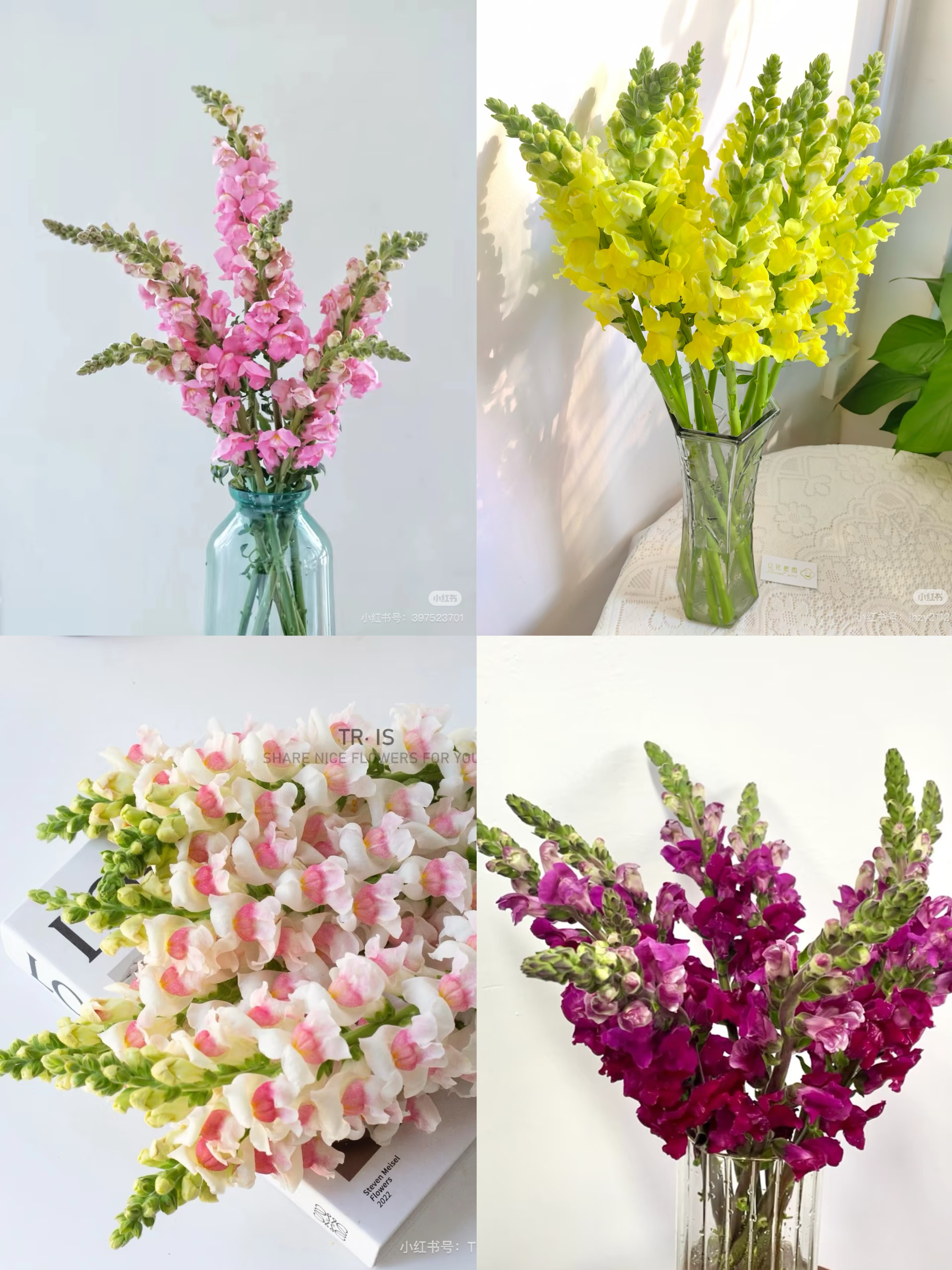 【金鱼草 所以颜色链接】 可以选色 需要拍邮费