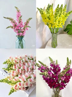 金鱼草 包邮 所以颜色链接 不 需要拍邮费 可以选色