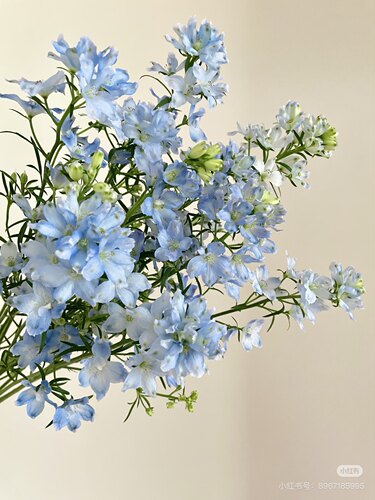 小飞燕一扎 浅蓝 需要拍邮费