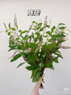 商路一扎。需要拍邮费