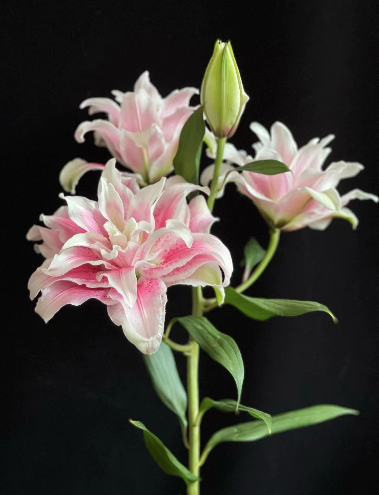 必拍】A级多头伊莎贝拉百合5只。重瓣。需要拍邮费