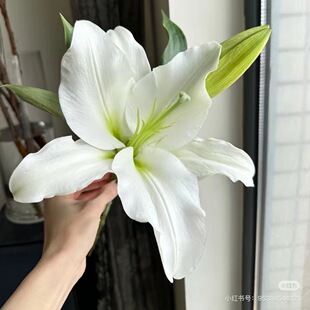 大头 需要拍邮费 2头白天霸百合5支